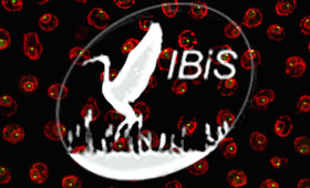 IBiS emblem of bird taking flight